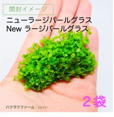 2袋）（組織培養）ニューラージパールグラス - メルカリ
