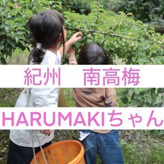 503●黄梅　3L 3kg