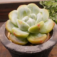 MA093	ガラスの靴	【イータニク】多肉植物　韓国苗　第四種郵便発送