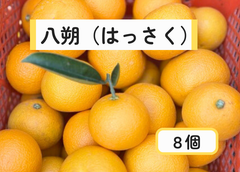 八朔　8〜10個