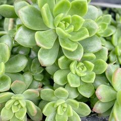 ꕤ︎︎グリーンローズꕤ︎︎ 多肉植物 セダム カット苗 - メルカリ