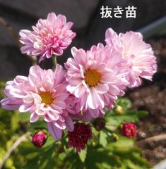 菊　ピンク　抜き苗