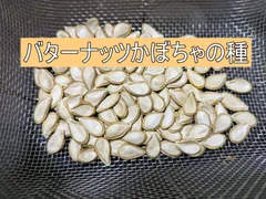 バターナッツカボチャの種 10粒 滑らかでクリーミーな果肉はスープにぴったり　固定種　種子農薬不使用
