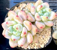 ラウル　双頭　韓国苗　多肉植物