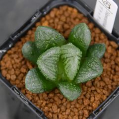 HcTYYA8VCeXeQKpRmaFWWj.jpg@jpg