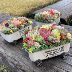 オーダー承ります 多肉植物寄せ植えそのまま飾れるちま寄せ花車