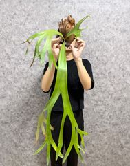 ▽P.Willinckii SP▽ WILD ワイルド 細葉 【PLANET】ビカクシダ
