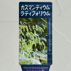 【グラス】カスマンティウム・ラティフォリウム　3号ラベル苗