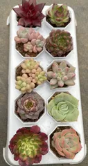 🌿【特価】数量限定　カラフル多肉植物10種セット《鉢・根付き／初心者おすすめ》　第四種郵便にて発送　多肉植物　韓国苗　エケベリア　詰め合わせ ZM-04のサムネイル