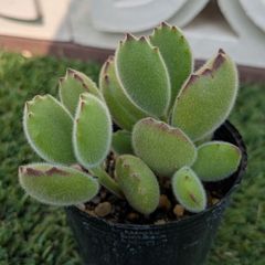 多肉植物　コチレドン属　熊童子