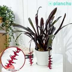 PLANCHU 観葉植物 エクメア フォスターズフェイバリット 5号鉢 受け皿付き 育て方説明書付き Aechmea ‘Foster's Favorite’ ブロメリア