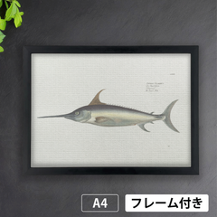 メカジキ　1700年代　魚類学資料から　A4 荒い麻布の風合い Fishアートポスター【フレーム付】《AS》★再入荷★