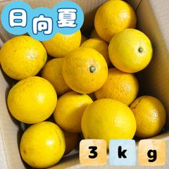 福岡県産とれたて日向夏 3kg ニューサマーオレンジ