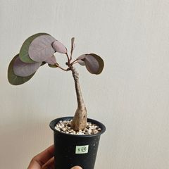 S⑲〚フィランサス・ミラビリス〛Phyllanthus Mirabilis 塊根植物 コーデックス ポット発送