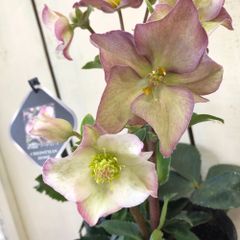 クリスマスローズ氷の薔薇アーリーローズ5号鉢