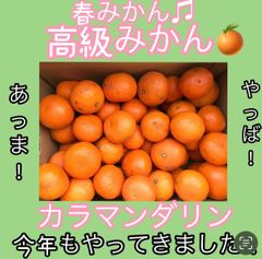 春みかん♪ カラマンダリン♪ 10キロ