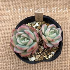 エケベリア レッドラインエレガンス