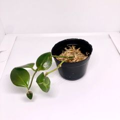 発根済み》ユッカ・エレファンティペス カット枝 新芽付 - メルカリ 発根済み》ユッカ・エレファンティペス カット枝 新芽付 - メルカリ