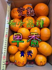 【濃厚】早香（温州みかん×ポンカン）青秀品　箱込み約5Kg.