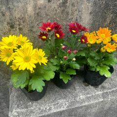 マム　菊　3色セット 苗 仏花 切花 にもおすすめ