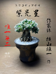 トリコディアデマ　紫晃星　作家鉢付き　横山雄一　鉢は植物の可能性を引き出してくれる‼️