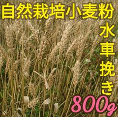 自然栽培 水車挽き 中力粉  800g 熊本県産