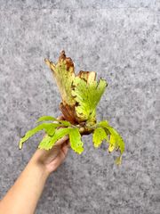 輸入直後!!▽P.coronarium Wild Bengkulu ▽ C45 コロナリウムワイルド　【PLANET】ビカクシダ　グランデ　スパーバム