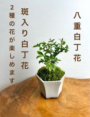 ミニ盆栽　2種の白丁花（斑入り・八重）瀬戸焼六角ケンガイ　クリーム系