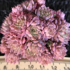 新入荷　多肉植物　エケベリア　紅苺　群生苗　抜き苗　1株