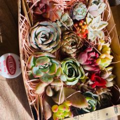 多肉植物　詰め合わせ　③