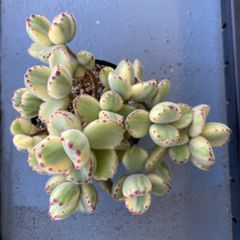 速達＊多肉植物 カット苗 コチレドン 熊童子錦 大苗 発根済