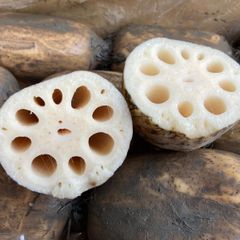 れんこん 約1kg 泥つき 土づくり 佐賀県産 美容と健康に! 土づくり化学肥料農薬不使用