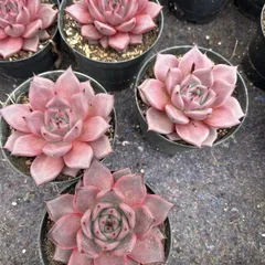 多肉植物 韓国苗 エケベリアmix苗 100苗セット ゆうパック発送 多肉植物 韓国苗 エケベリアmix苗 100苗セット 小苗多め ゆう