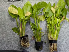 エキノドルス　オリエンタル　水中葉　移行中　1POTのサムネイル