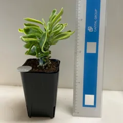 2025年最新】多肉 セッカの人気アイテム - メルカリ