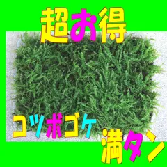 超お得　コツボゴケ  ハイゴケ　這苔　苔玉　苔テラリウム　苔　盆栽　ネコポス(31X22)満タン　翌日発送　翌日到着のサムネイル