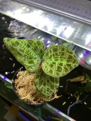 希少　アカンサセアエfrom Ecuador（maybe）/ジュエルオーキッド/ 希少 アカンサセアエfrom Ecuador（maybe）/ジュエルオーキッド/
