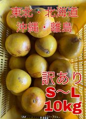 【東北・北海道・沖縄・離島】訳あり 農家直送 土佐文旦 S～Lサイズ 10kg 文旦 10キロ 高知県産 有機肥料 減農薬
