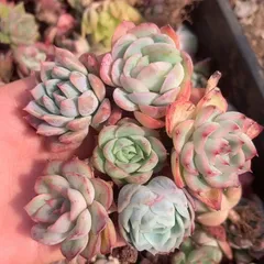 6季節のおまかせ5個多肉植物4CM-6CM 大美苗 エケベリア 韓国苗