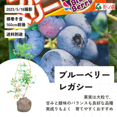 【送料別】ブルーベリーレガシー（特大）