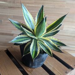 Sansevieria 