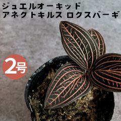 ジュエルオーキッド アネクトキルス ロクスバーギー 2寸 2号