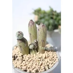 七宝珠 セネキオ属 2寸ポット キク科 多肉植物