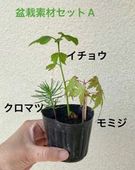 盆栽素材　Aセット（クロマツ・モミジ・イチョウ）
