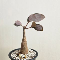 S⑰〚フィランサス・ミラビリス〛Phyllanthus Mirabilis 塊根植物 コーデックス ポット発送