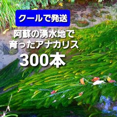 クールでお届け300本以上　天然アナカリス　阿蘇の湧水で育った水草　無農薬