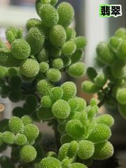 新入荷　多肉植物　ドロサンテマム　翡翠　小苗　抜き苗　1株