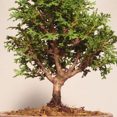 盆栽 コノテガシワ 盆栽 コノテガシワ - メルカリ