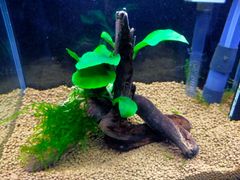 363．流木付き水草 アヌビアスナナ 南米ウィローモス
