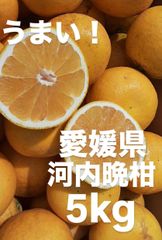 愛媛県産　宇和ゴールド　河内晩柑　柑橘　5kg